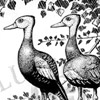 black bellied whistling ducks